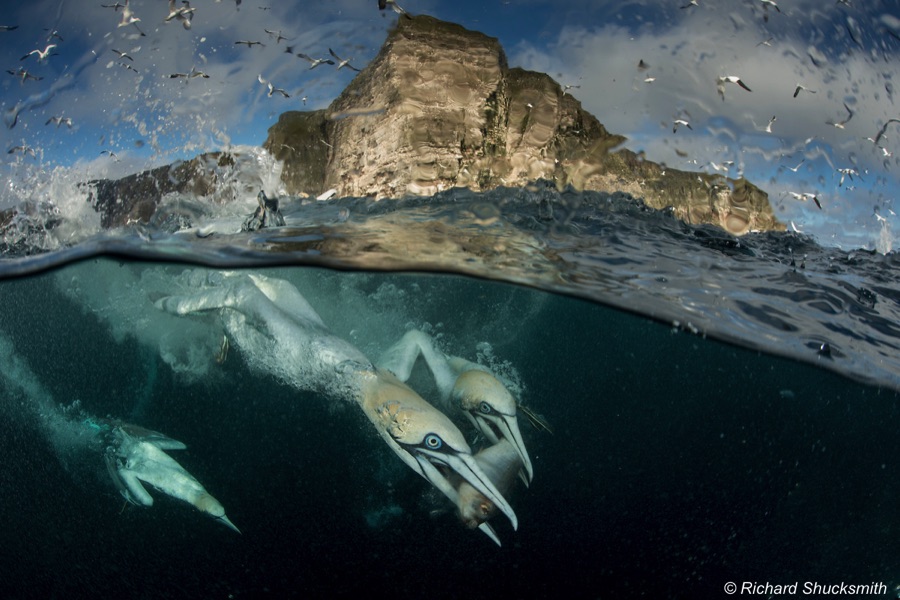 Gannets diving to feed on discarded fish, Shetland Isles